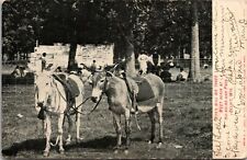 c1907 Ho-No-Ne-Gah Park, Beloit, WI, Hononegah, horse and donkey, Shirland, IL picture