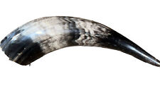 Polished Bull/Steer Powder Horn. Beautiful 8x 2.5” picture