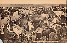 Antique Lithograph Postcard 101 Ranch Texan Long Horns Cows Cattle Cowboy Bliss picture