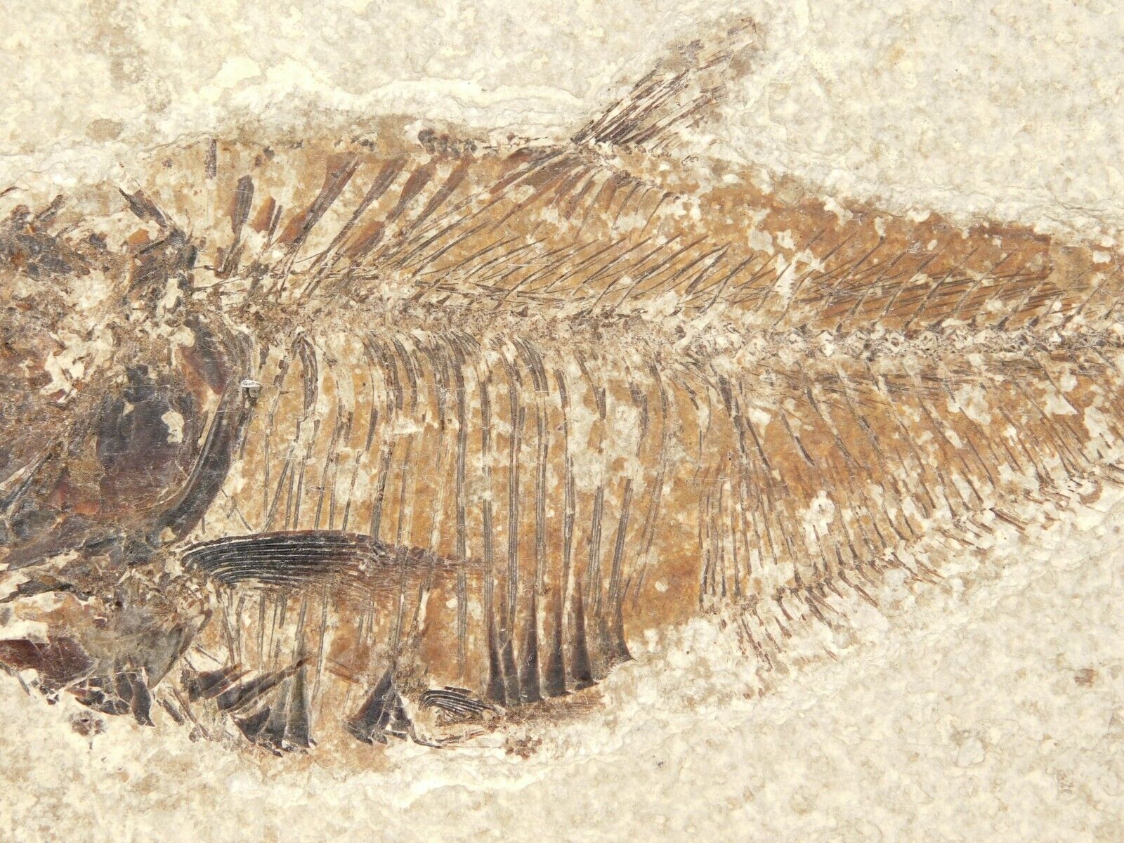 50 Million Year Old Diplomystus FISH Fossil With Stand From Wyoming 467gr