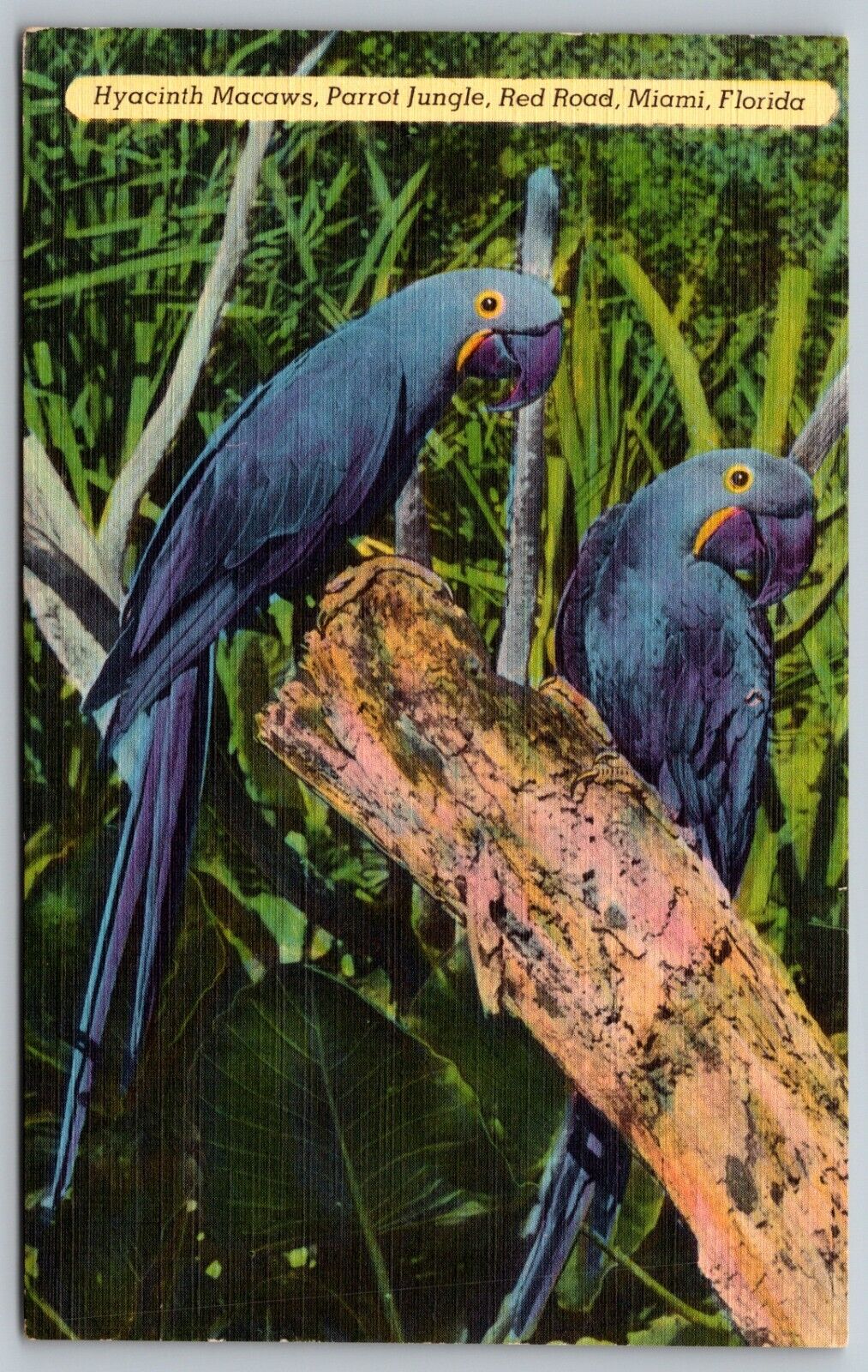 Hyacinth Macaws Parrot Jungle Red Road Miami Florida c. 1930 Vintage Postcard