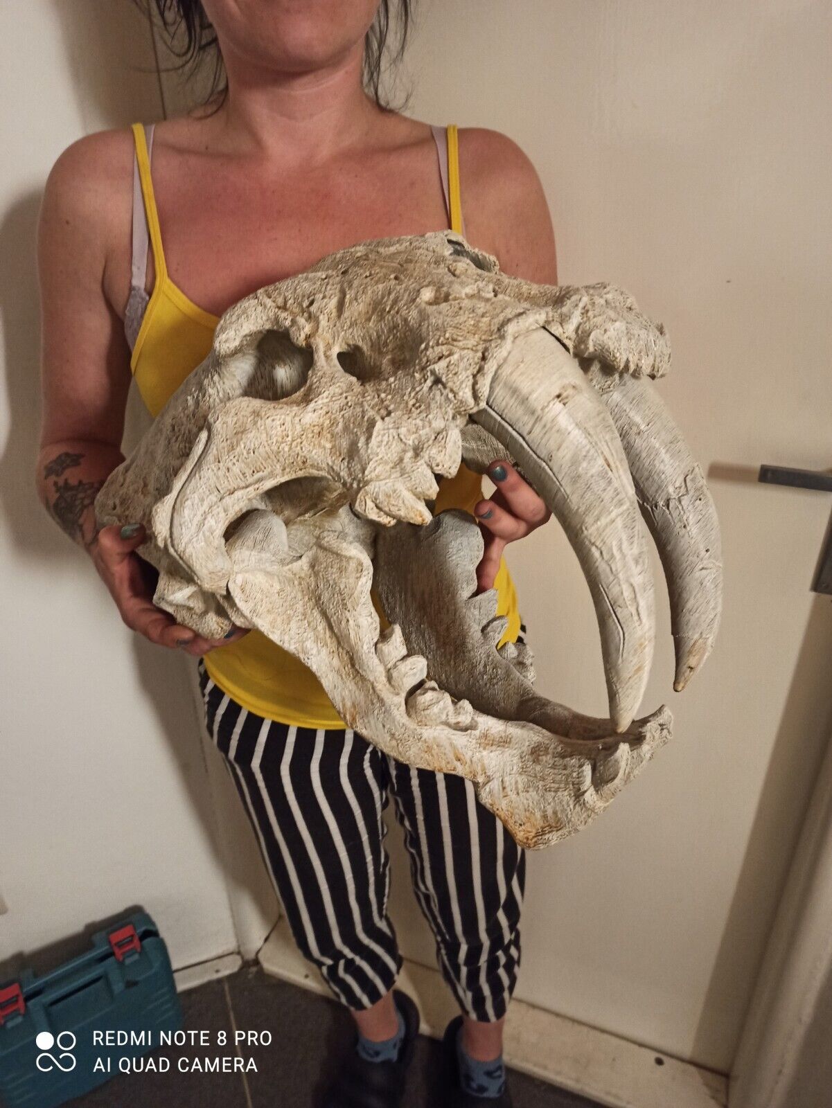 Smilodon populator, skull replika life size 1:1, very big