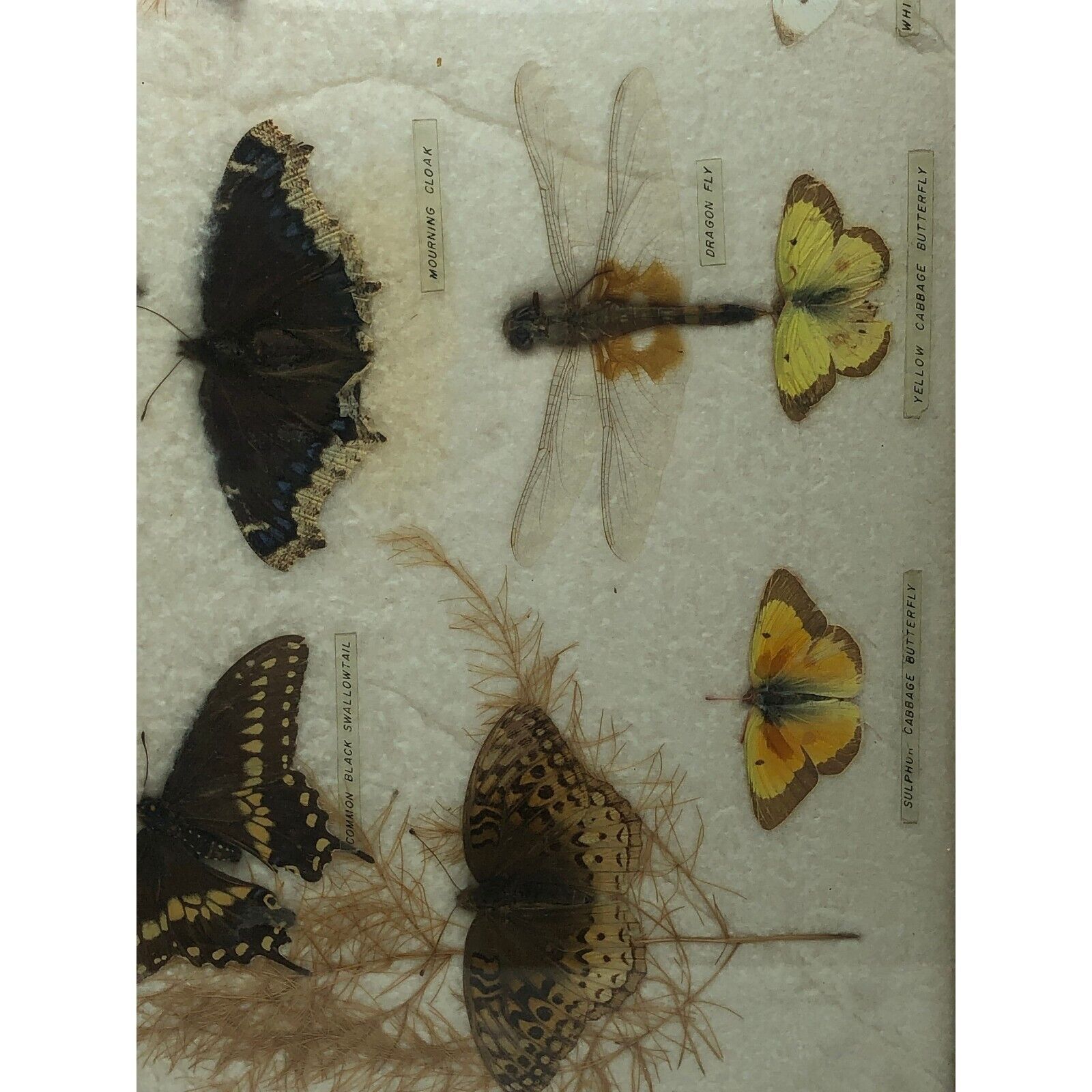Antique Collection Taxidermy of Moths and Insects Mounted