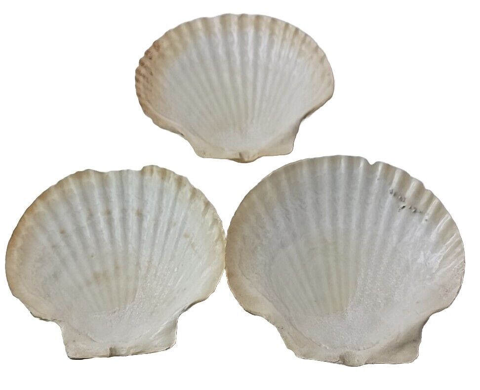 Set of 3  Extra Large Scallop Shells for Crafts Baking Cooking  6\