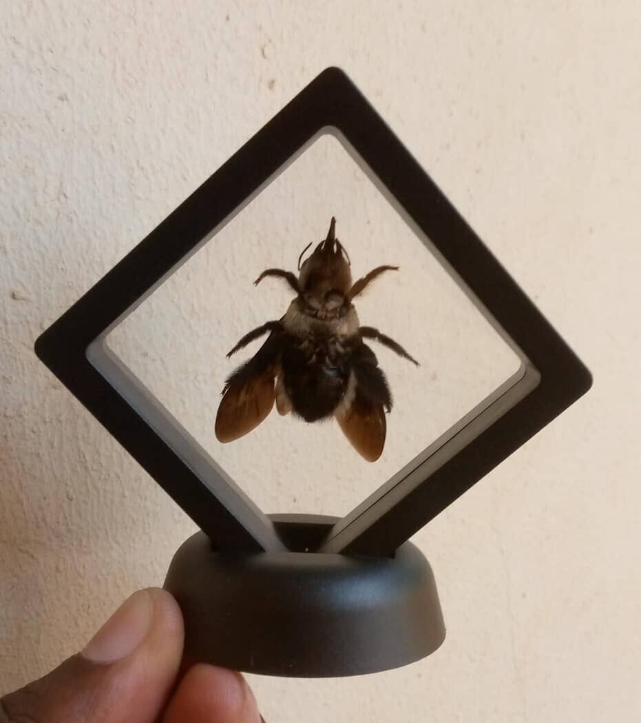 1pc- Real & Framed Giant Carpenter Bee - Xylocopa latipes in a [7x7]cm Frame