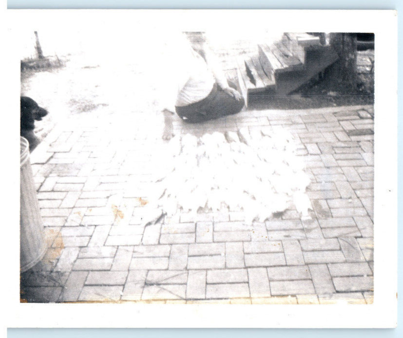 Vintage Photo 1930s, 40+ Doves huddled together on sidewalk, 4.5x3