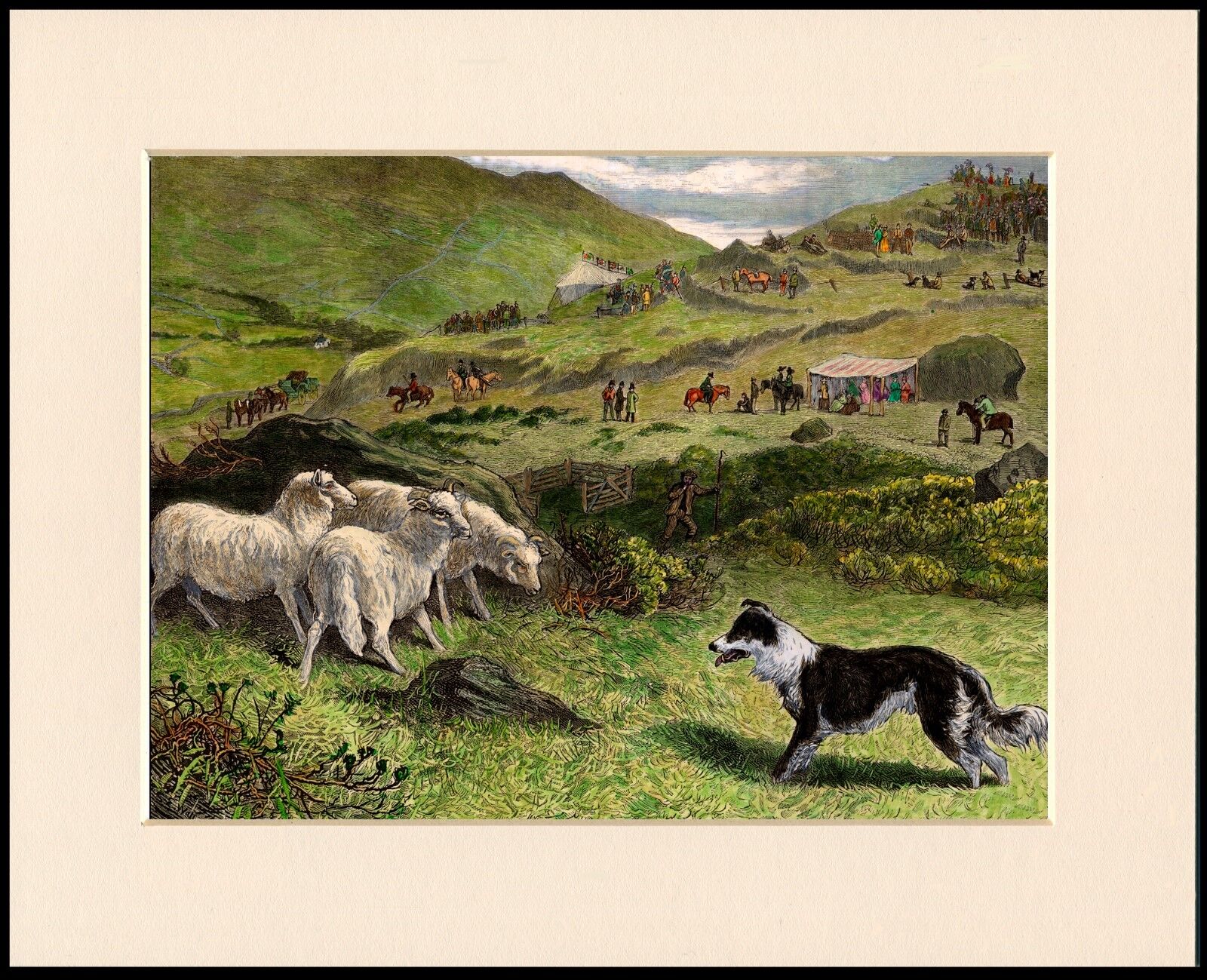 BORDER COLLIE SHEEPDOG TRIALS LOVELY DOG PRINT MOUNTED READY TO FRAME