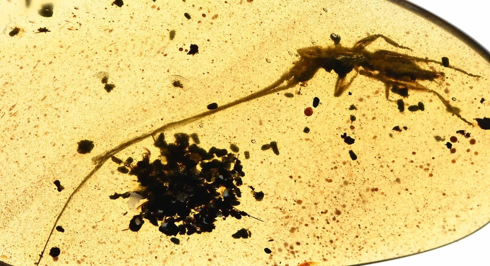 Cricket with super long antennae, Fossil inclusion in Burmese Amber