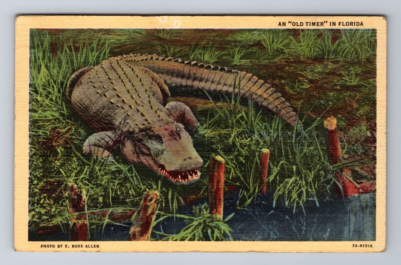 FL-Florida, An Old Timer Alligator, Antique Vintage c1944 Souvenir Postcard