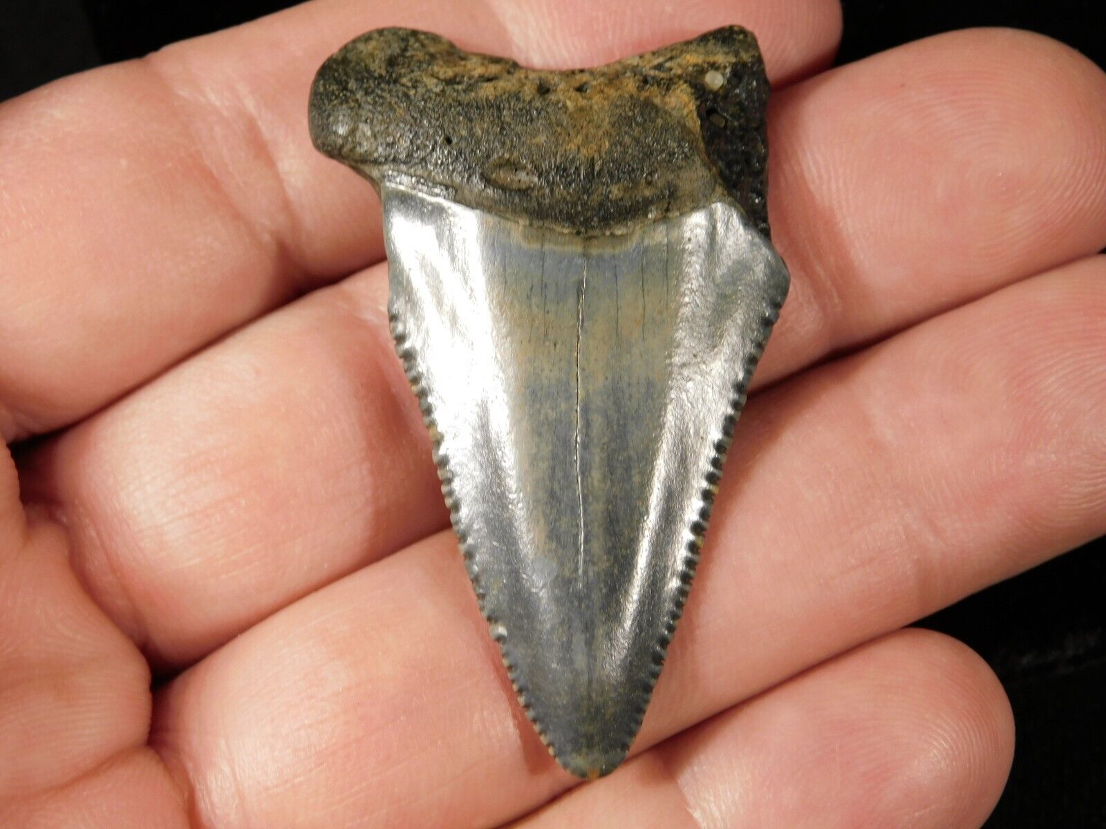 ANCESTRAL Great White SHARK Tooth Fossil SERRATED 100% Natural 10.5gr