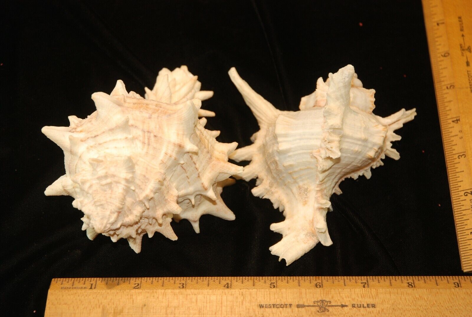 Large Pair Murex Genus Sea Shell Specimen Seashell Beach Cottage Decor