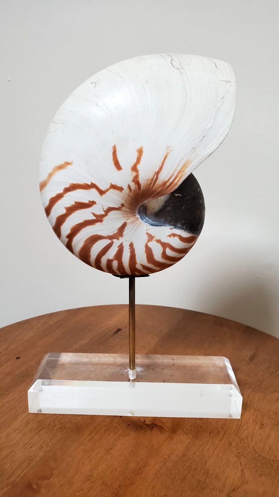 Seashell - Natural Chambered Tiger Nautilus Shell Mounted on Acrylic Stand