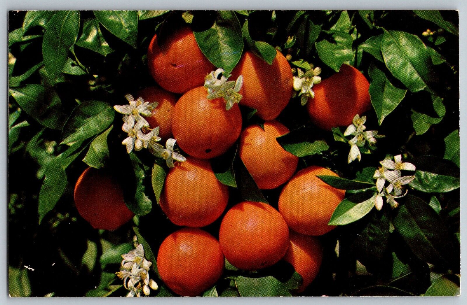 Florida FL - Beautiful Florida Fruit Cluster - Oranges - Vintage Postcard