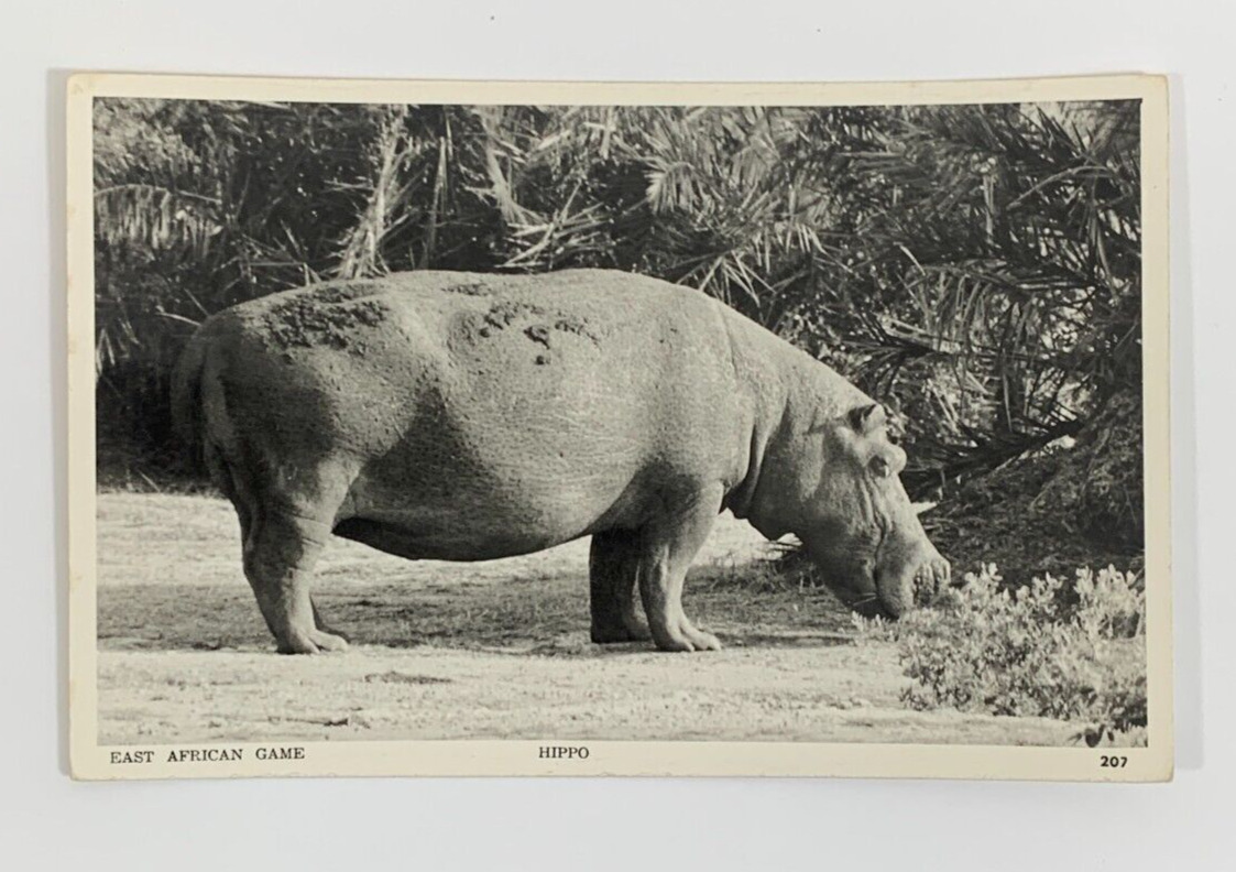 RPPC East African Game Hippo Nairobi Kenya Real Photo Postcard Unposted