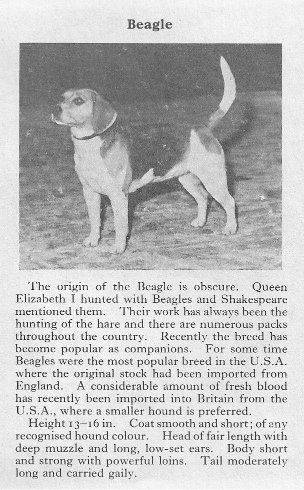 Beagle - 1970 Vintage Dog Art Photo Print - Matted GIFT