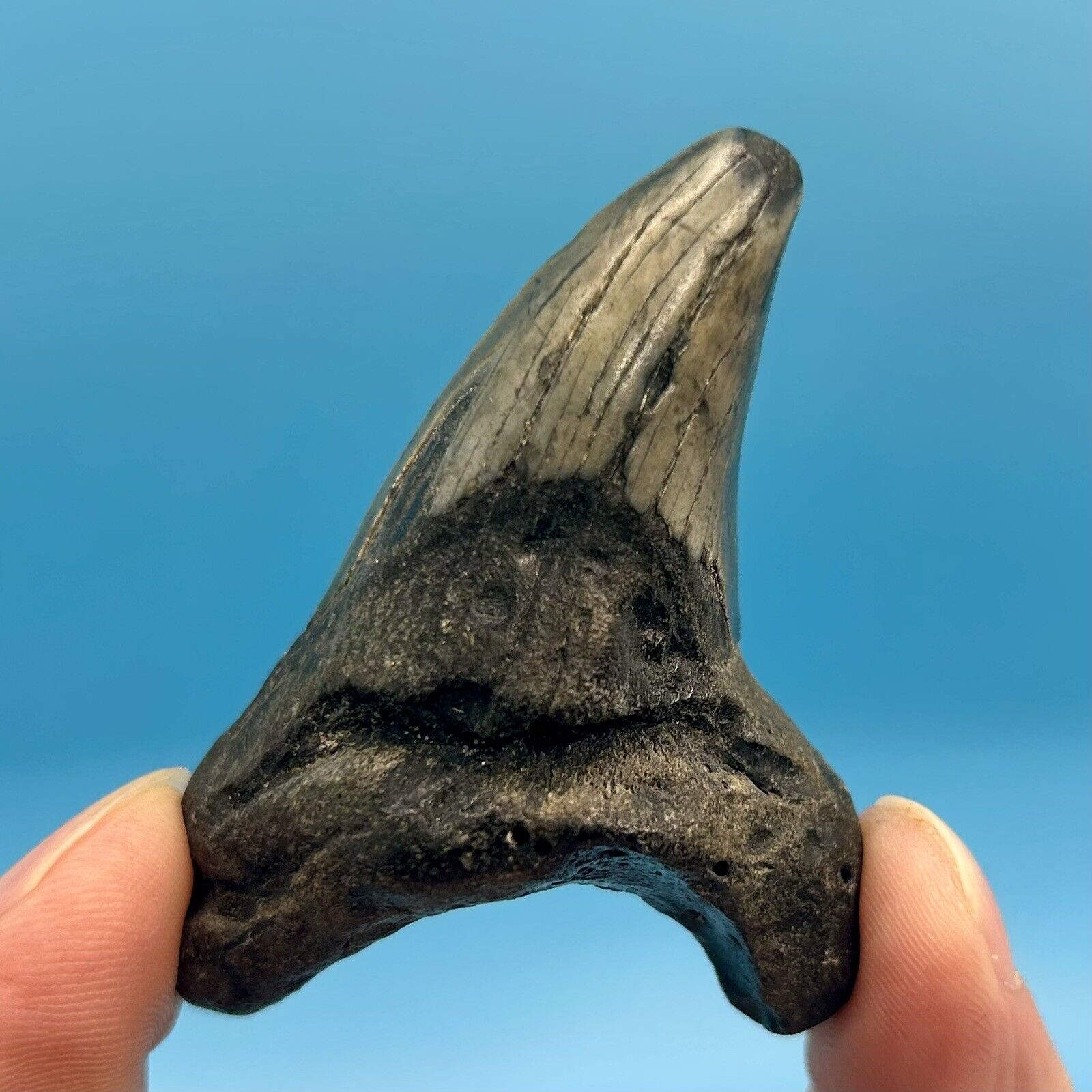 2.51” Benedini Shark Tooth - Beautiful Enamel Color - No Restoration or Repair