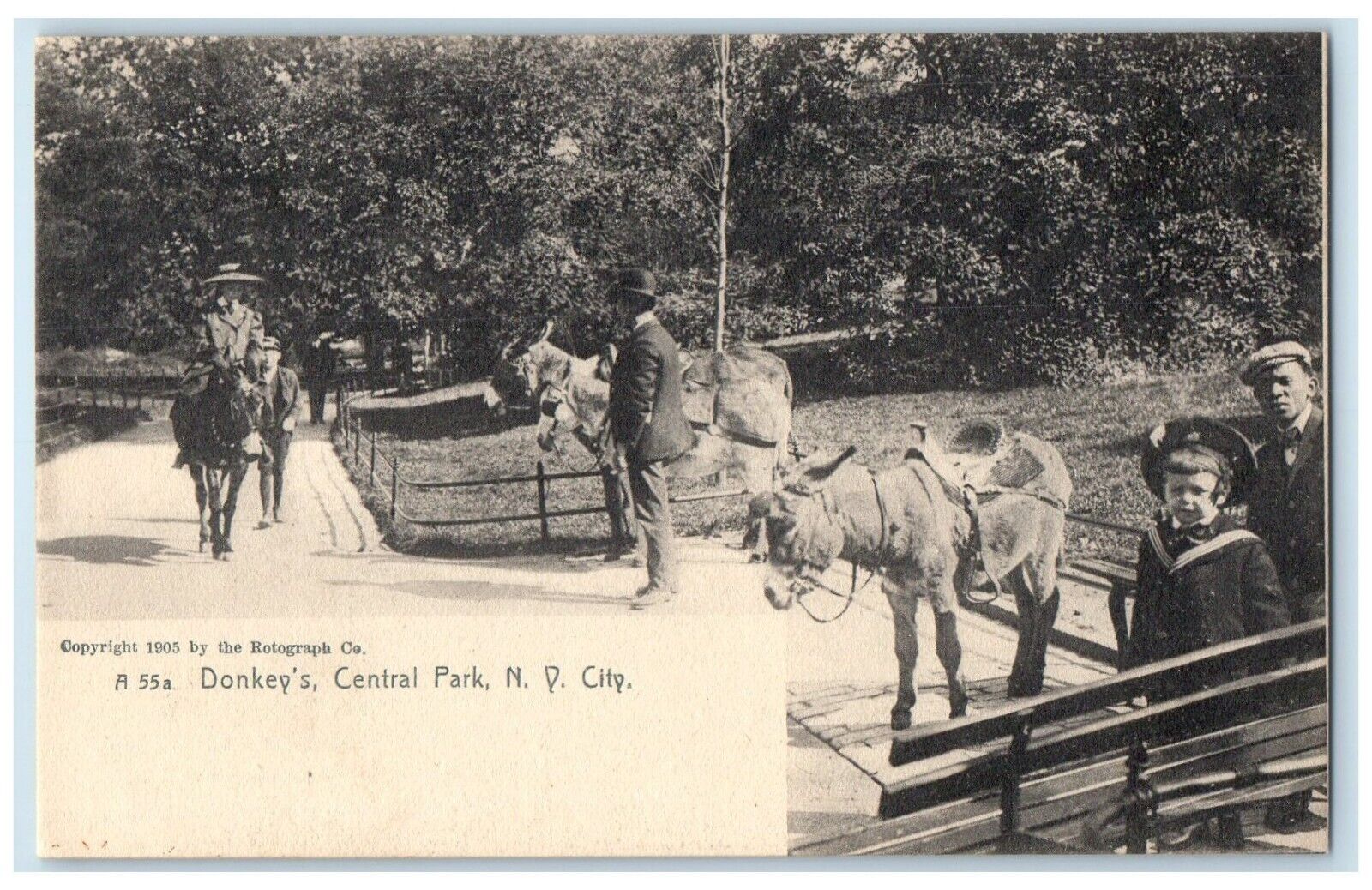 c1905\'s Donkey\'s Central Park Animal New York City New York NY Vintage Postcard