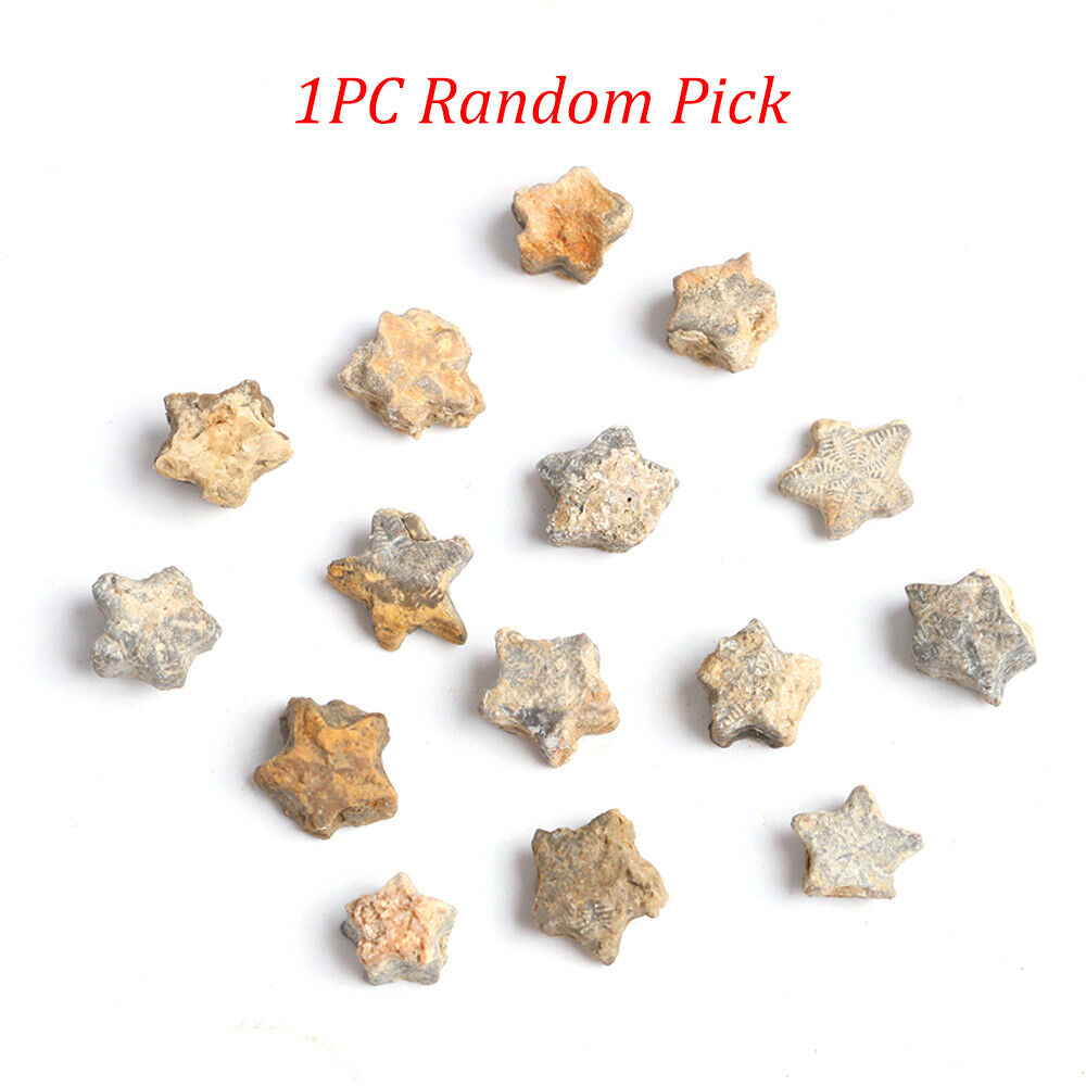 1X Random Crinoid Fossil Star Shaped Morocco Stone Specimen Ornament Fairy Coins