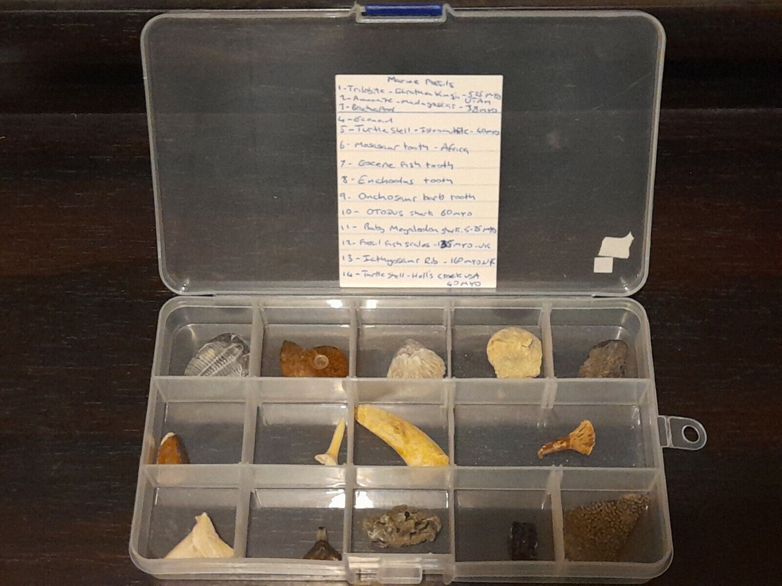 Fossil Collection In Box. 14 Fossils, Labelled. Shark Teeth Trillobite Marine