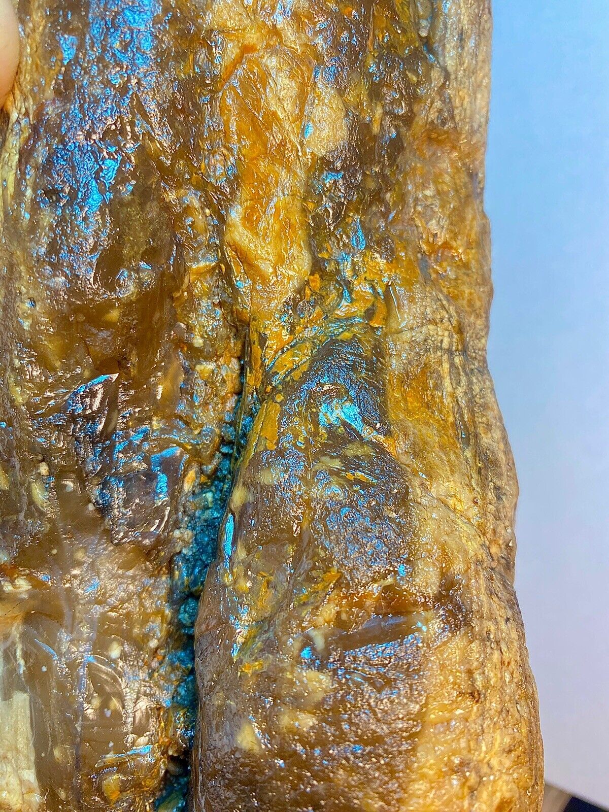 Huge 1 of A Kind Opalized Fossil Wood Nodule Super Rare 14+ Lbs Slabs 4 Days