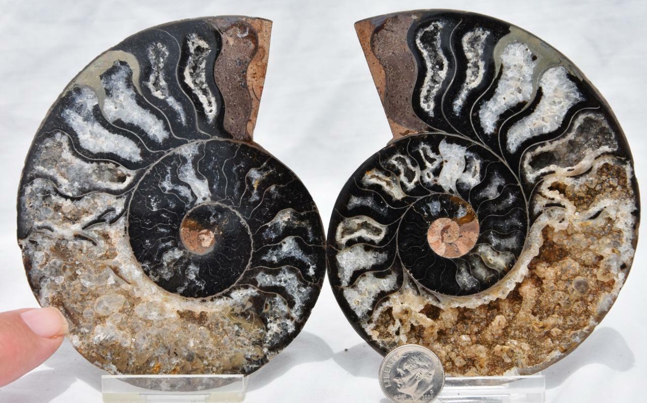 RARE 1n100 BLACK Ammonite PAIR Deep Crystals 110myo FOSSIL LRG 100mm 4.1
