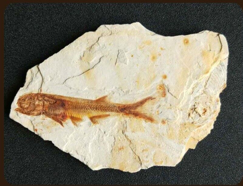 1PC Real Fish Fossil From Western Liaoning China 150 Million Years Ago Lycoptera