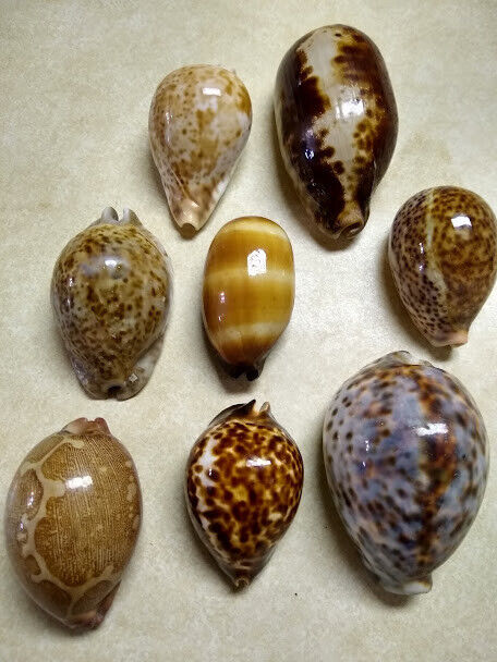 8 Cyprea Cowry Sea Shells:  Trona stercoraria, Zoila thersites, Cyprea mappa