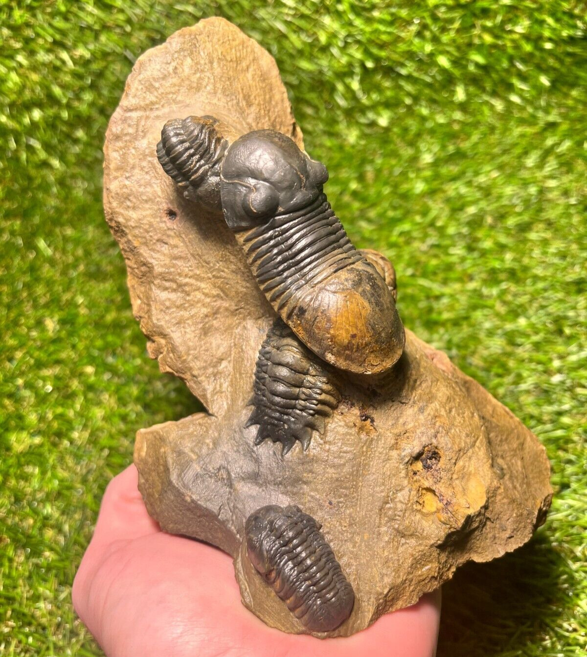 A beautiful stone with several trilobites Crotalocephalus, Paralejurus, Auster.