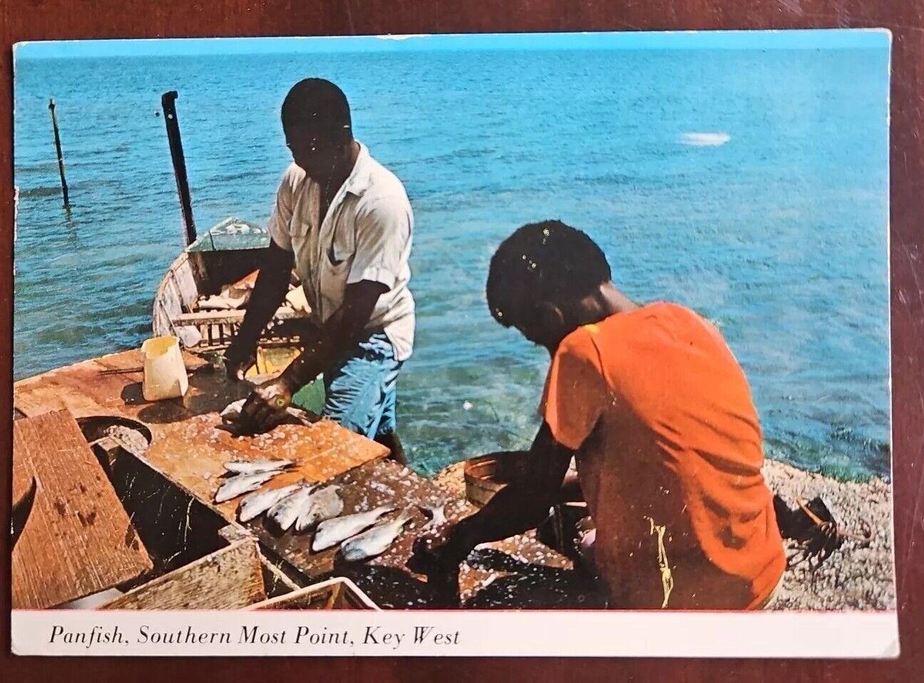 Key West Panfish Catch Fishermen Florida 1984 Vintage Postcard