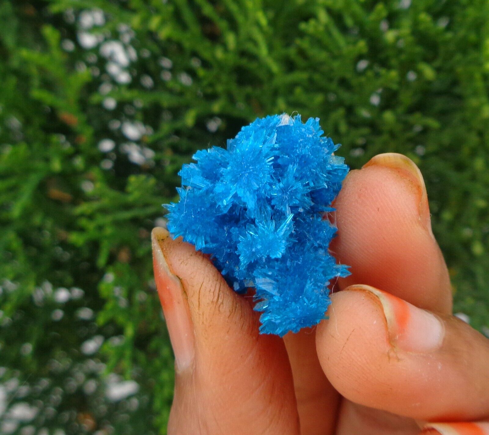 Blue Pentagonite Crystal Minerals Specimen #H12