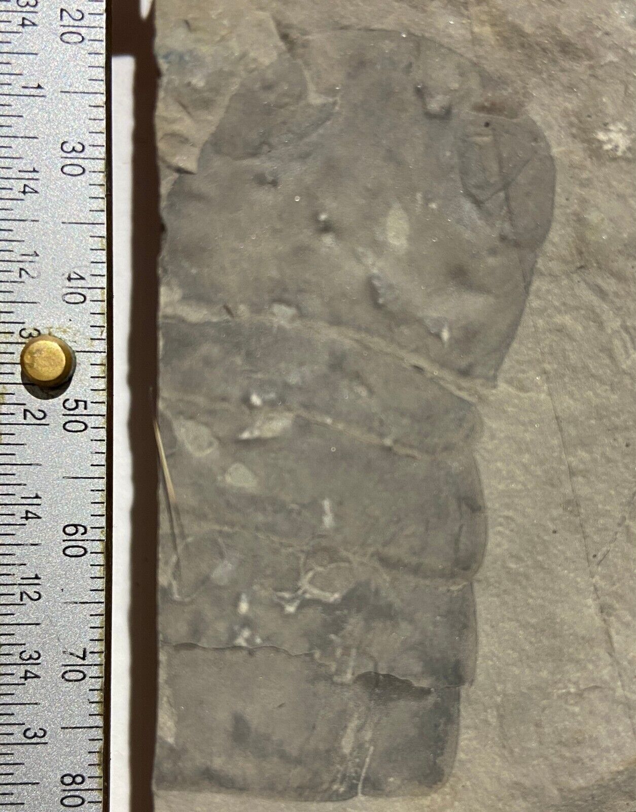 Eurypterid fossil - partial Acutiramus - Silurian - Fiddlers Green, Herkimer, NY