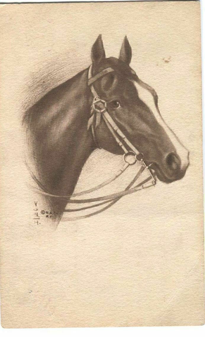 Equestrian Postcard Horse 1911