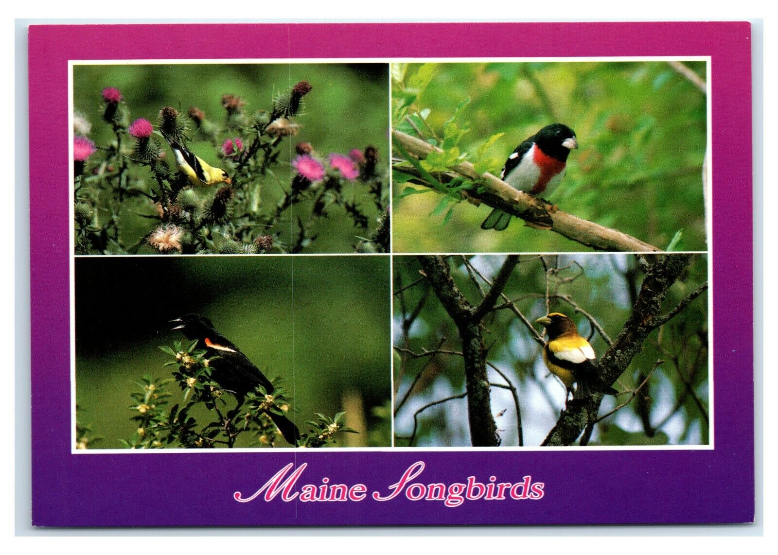 Postcard Maine Songbirds Goldfinch Gross Beak Blackbird Evening ME MS637 * 1