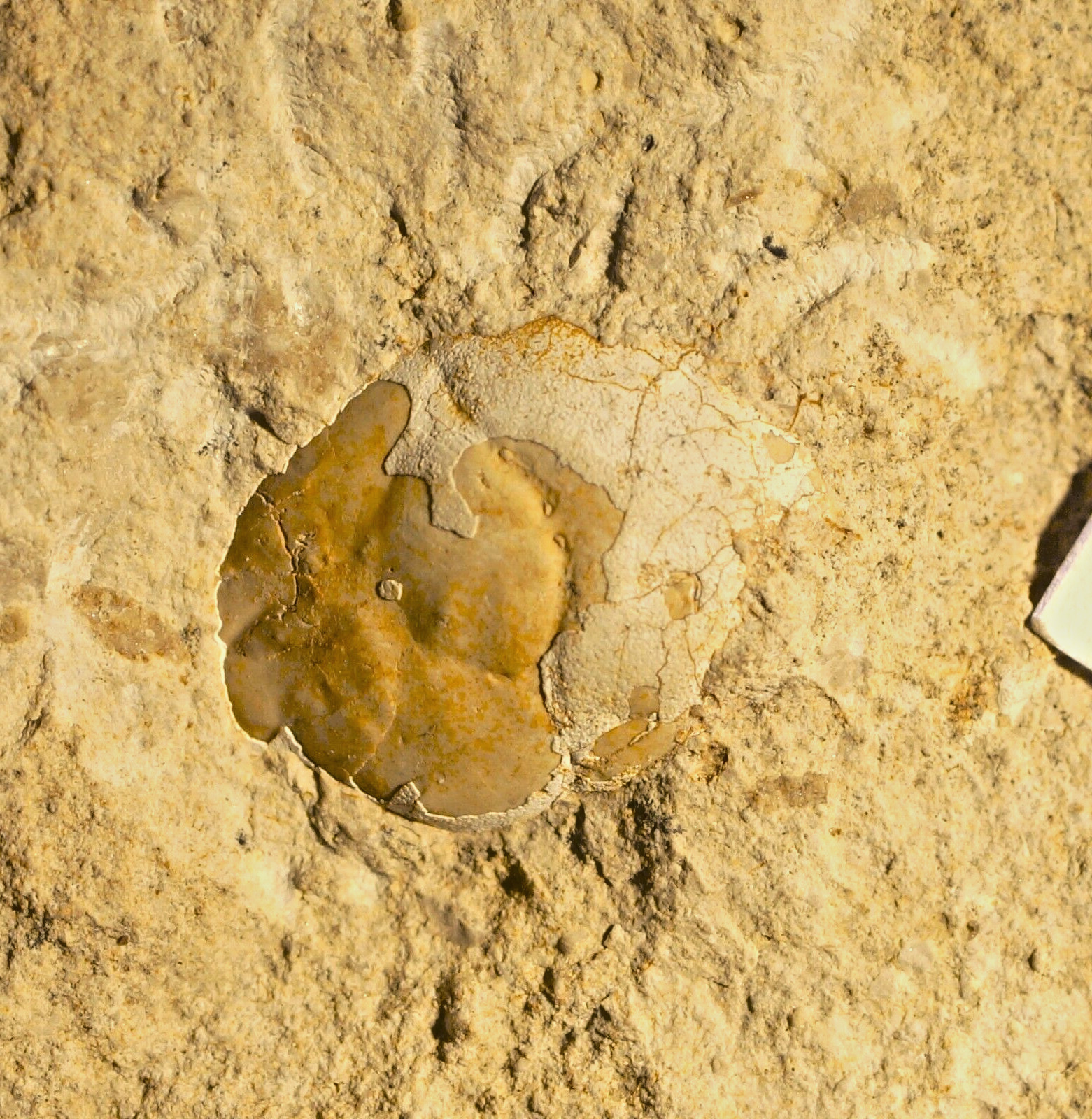Rare Exceptionally huge one of oldest Jurassic prosopidae fossil crab Prosopon 