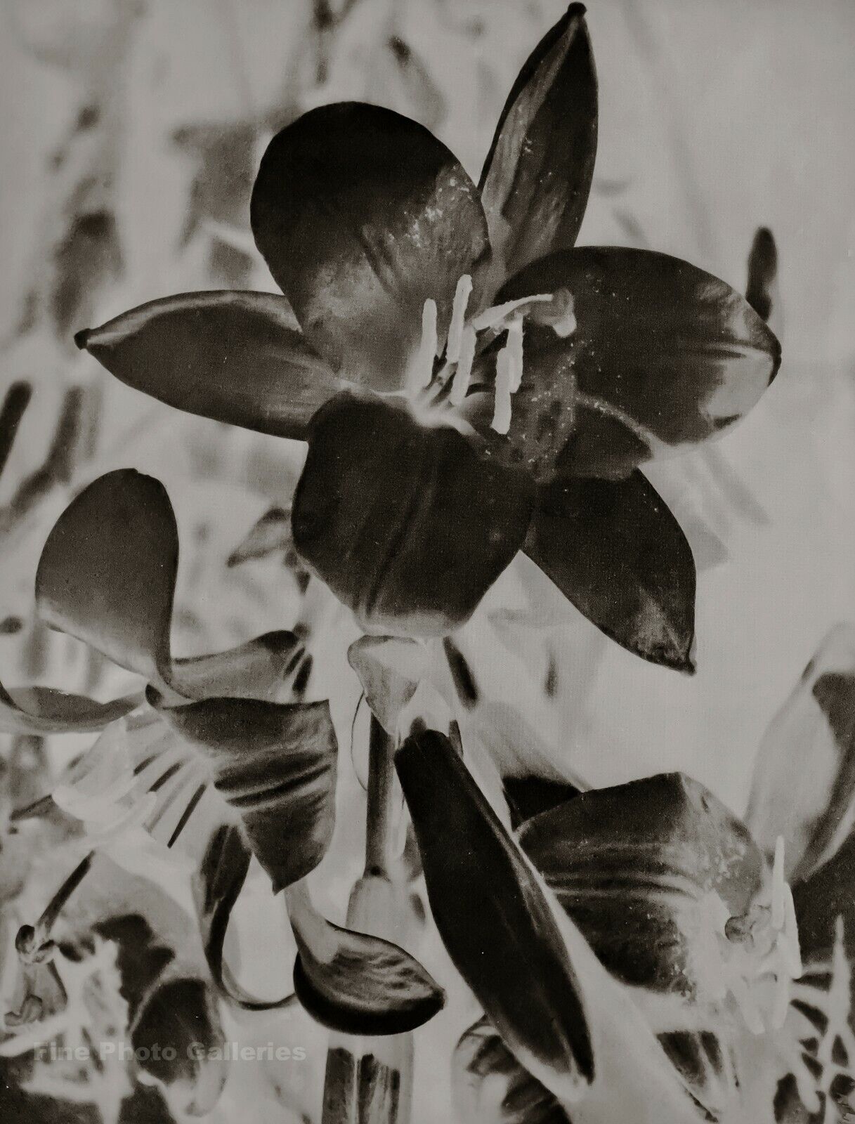 1930/75 MAN RAY Vintage Surreal Lily Flower Negative Still Life Photo Art 12x16