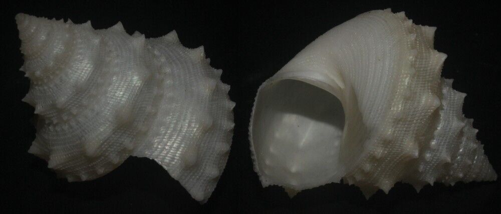 Tonyshells Seashells Lischkeia undosa RARE 33.5mm F+++/gem, rare white specimen