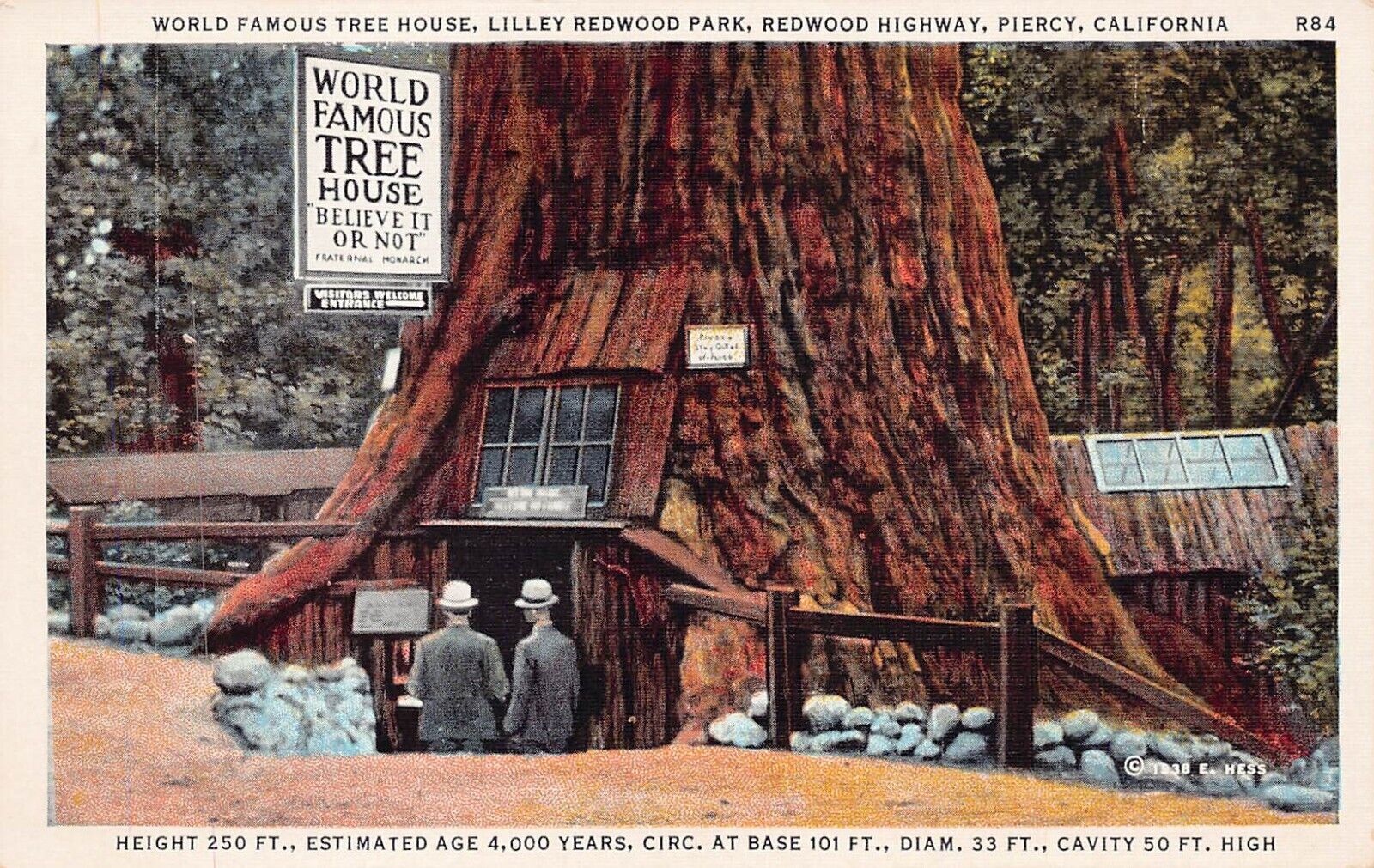 Redwood Highway California Giant Sequoia Tree Grove Forest Vtg Postcard D49