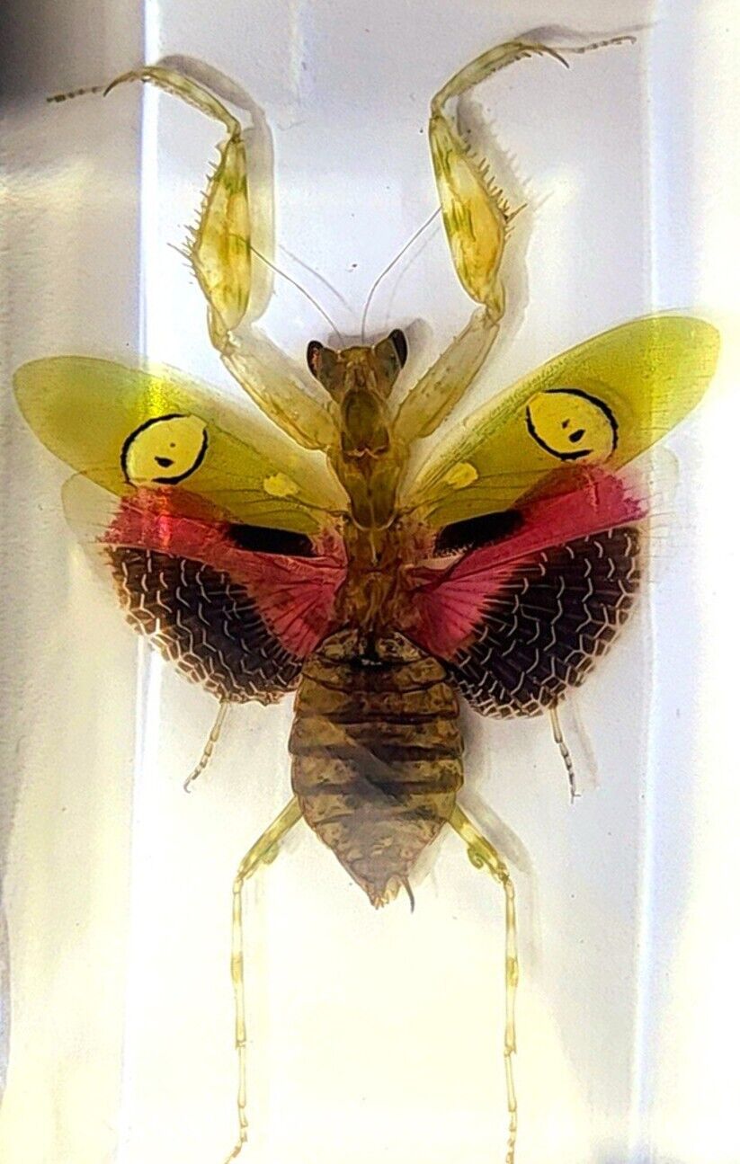 Real 73mm Jeweled Flower Mantis in Clear Lucite Resin Science Education Specimen