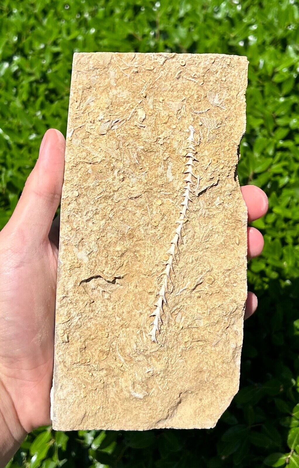RARE 4 inch Fossil Archimedes Screw in Matrix Alabama Bryozoan Bangor Limestone