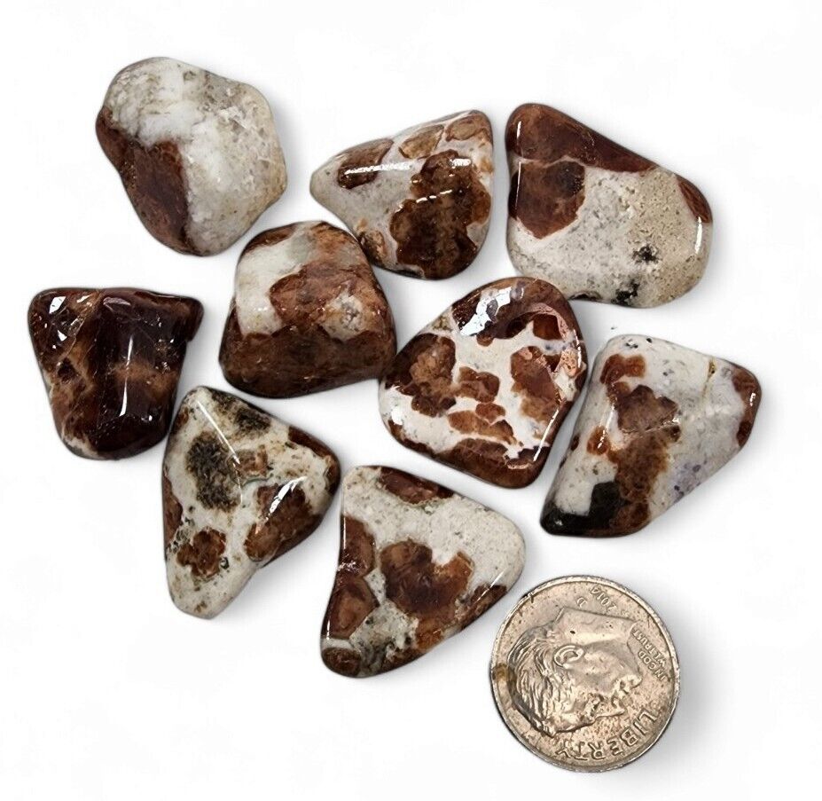 Garnet in Wollastonite Polished Stones 23.1 grams.