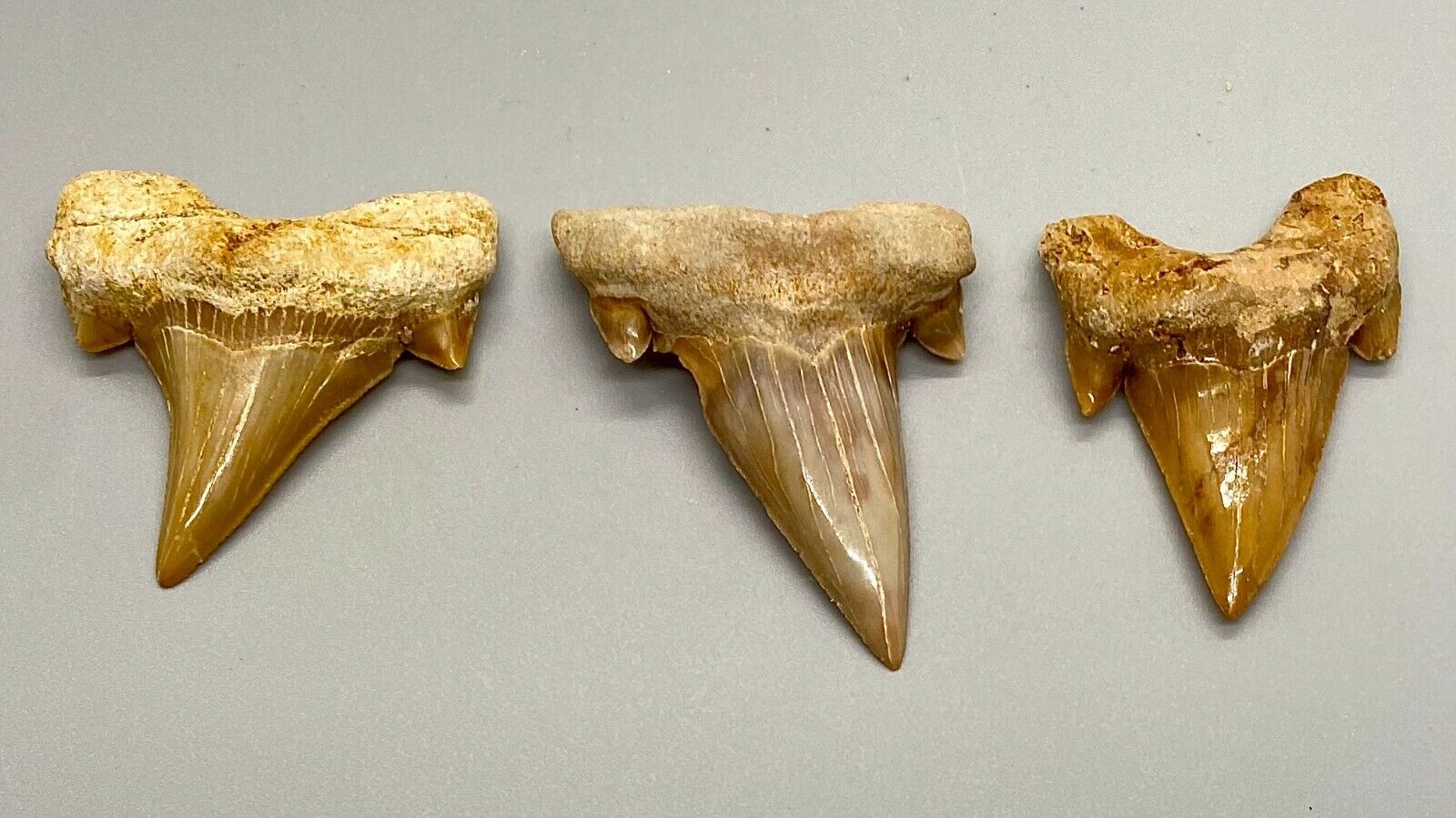 Group of 3 BEAUTIFUL Fossil OTODUS OBLIQUUS Shark Teeth - Morocco