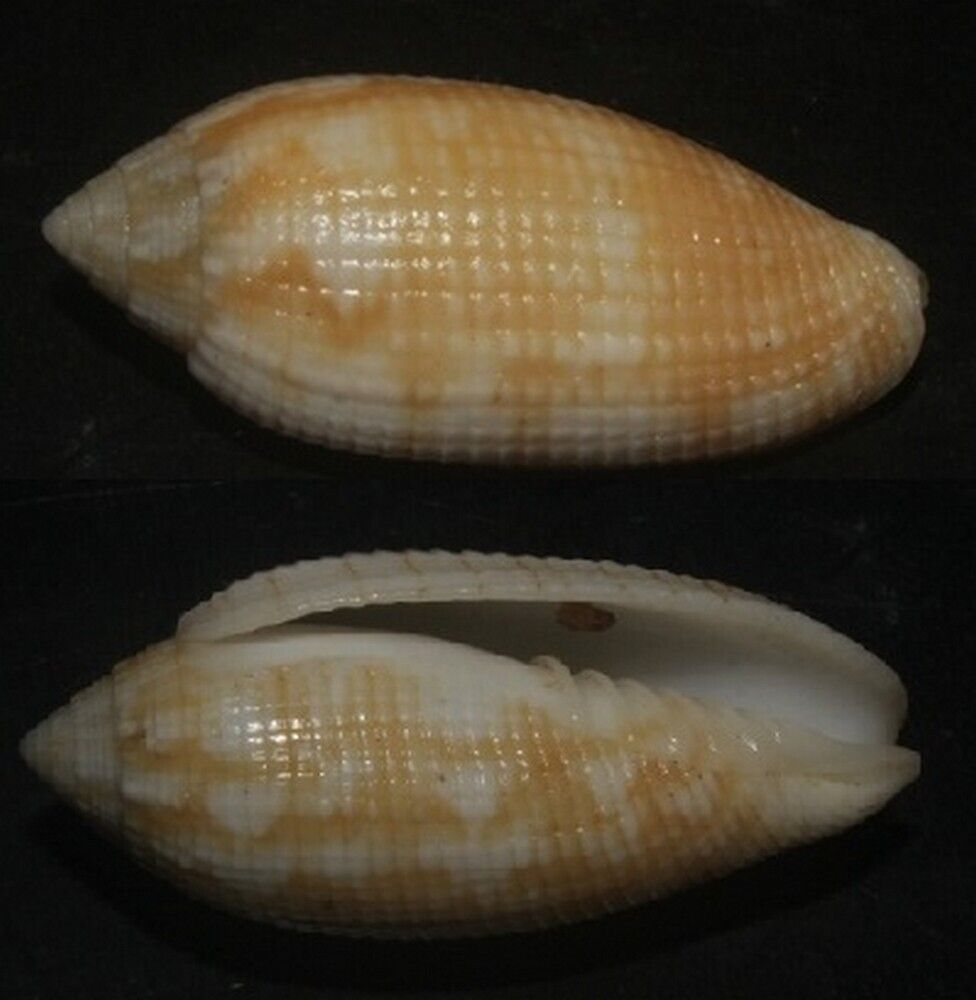 Tonyshells Seashells Pterygia crenulata CRENULATE MITRE HUGE 33.7mm F+++