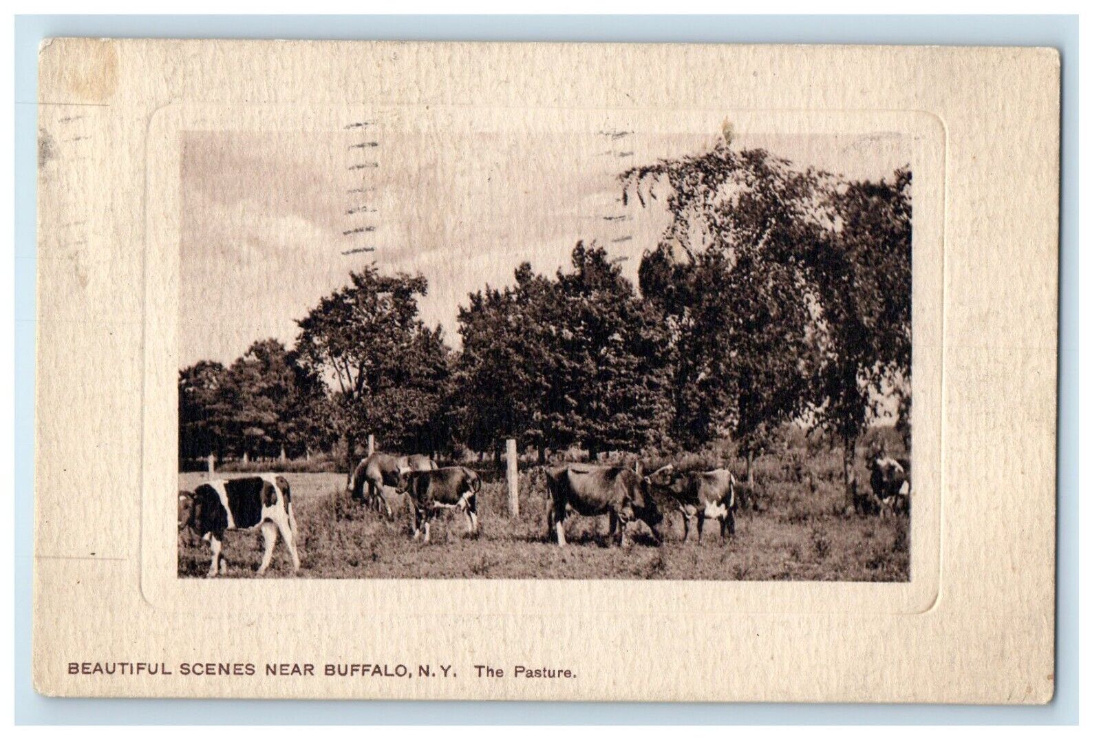 1910 Beautiful Scenes Near Buffalo New York NY, The Pasture Cows Posted Postcard