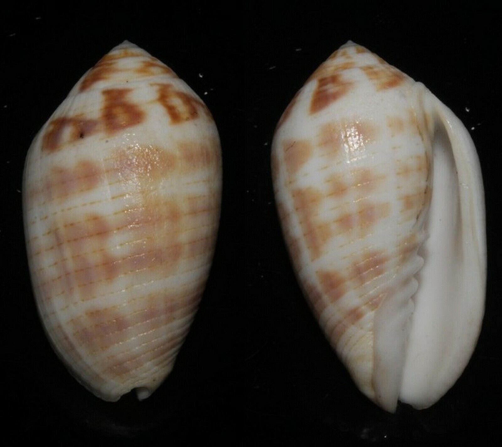 Seashells Pterygia dactylus FINGER MITRE 47mm F+++/GEM Superb Marine Specimen