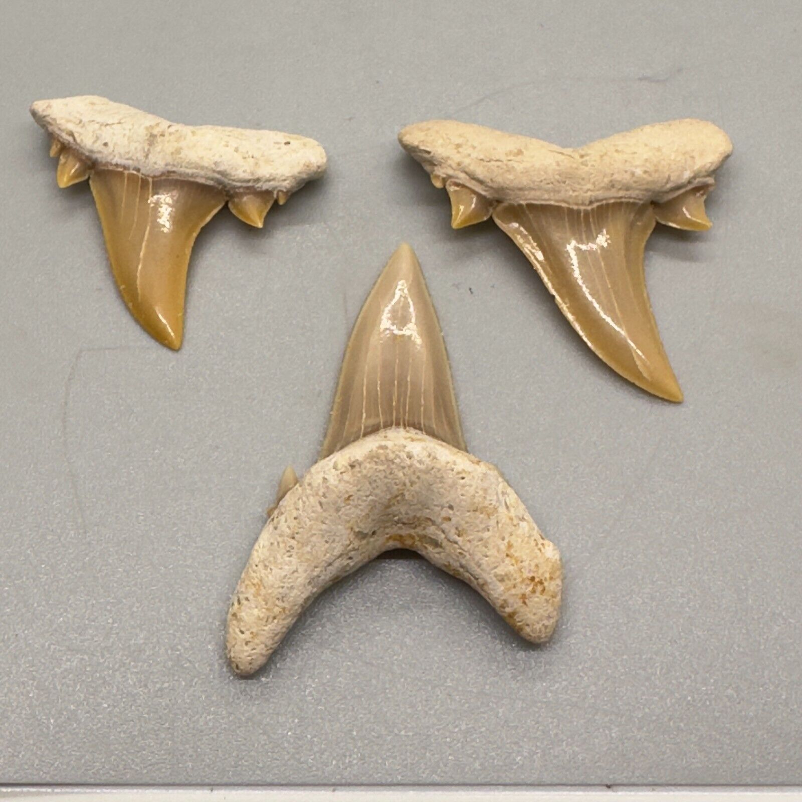 Group - 3 High Quality Fossil SERRATOLAMNA KOERTI Shark Teeth - Western Sahara