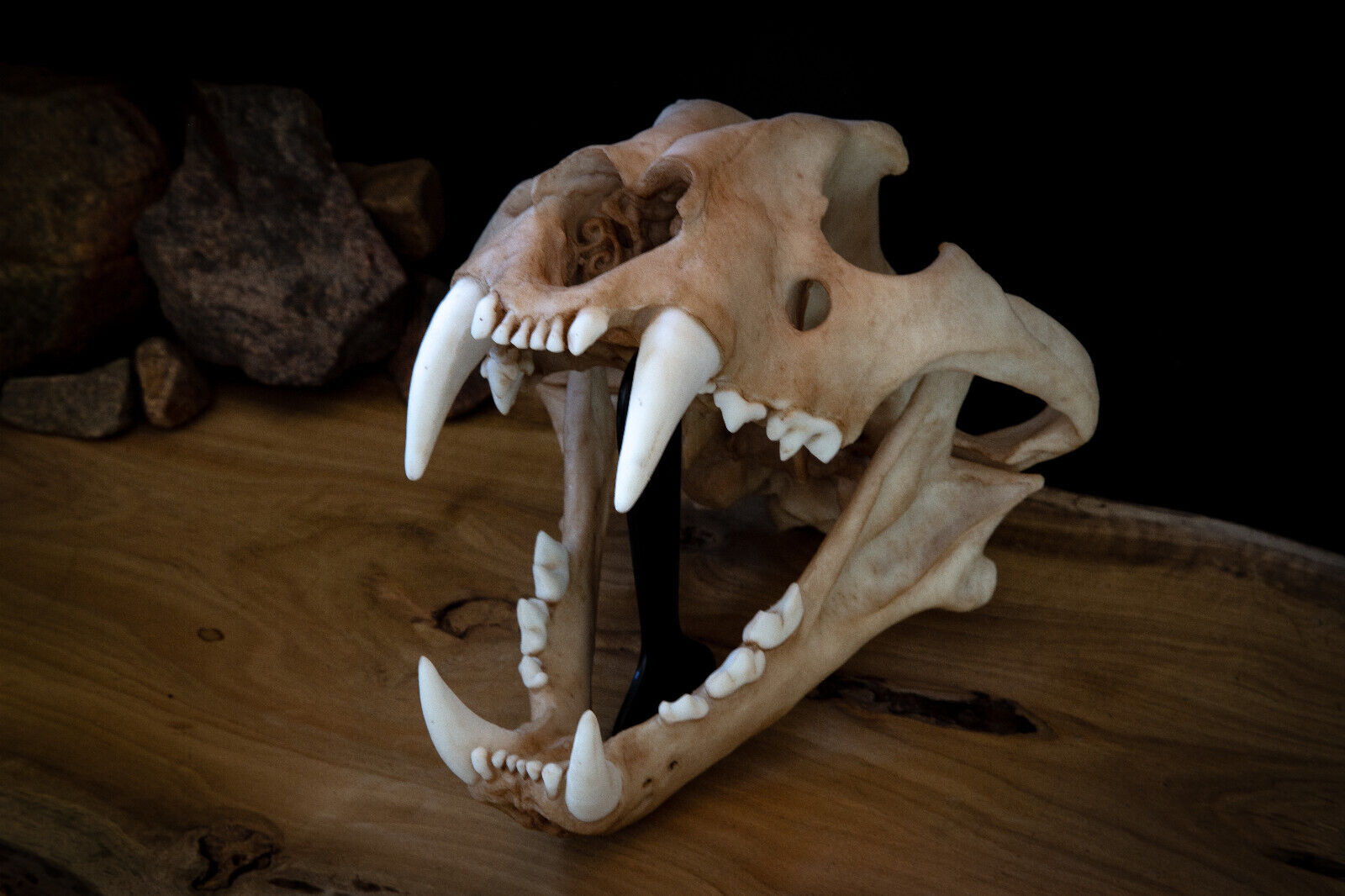 High Quality Tiger Skull -Large Adult -Quality Replica -FREE world wide shipping