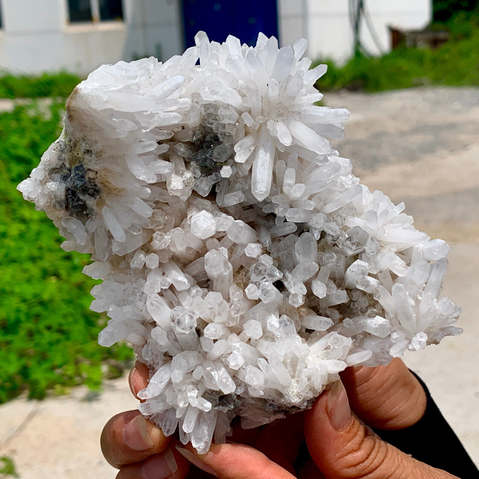 481G Natural and beautiful whitechrysanthemum quartz crystal clusterhealing