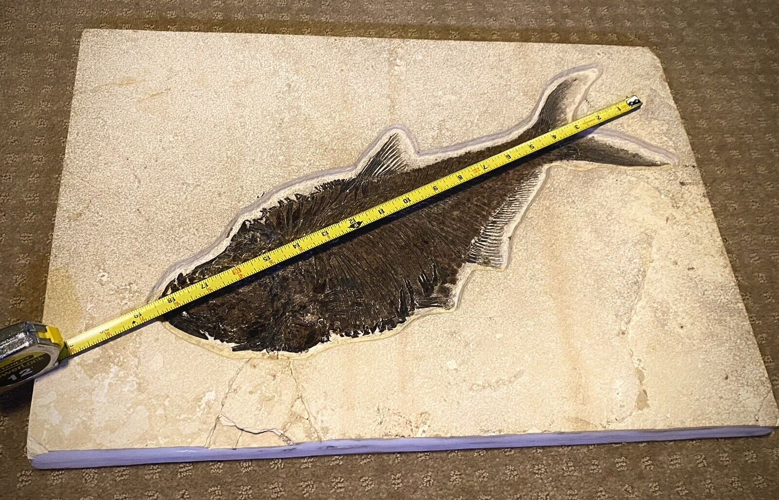 Huge 18.5in Fossil Diplomystus Fish Green River Fossil Formation- Museum Quality