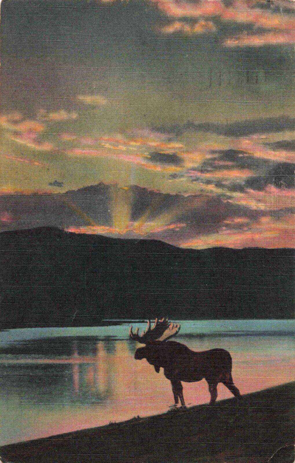 Denver CO Colorado, Bull Moose Silhouette Lake Evening Sunset, Vintage Postcard