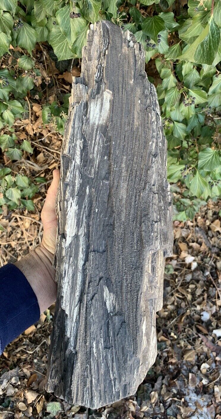 ☘️RR⛏️: Rough Detailed Solid  Arizona Petrified Wood Log W/smoky, 19”